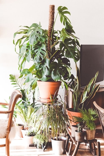 ruda chata-blog-jakość powietrza w domu-rośliny w domu-rośline doniczkowe-plants at home